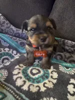 Prince  Case Orange collar, a male Yorkshire Terrier for sale in Hyattsville, MD – 7 of 8