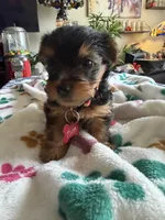 Tyrese. Red collar., a male Yorkshire Terrier for sale in Hyattsville, MD – 5 of 9
