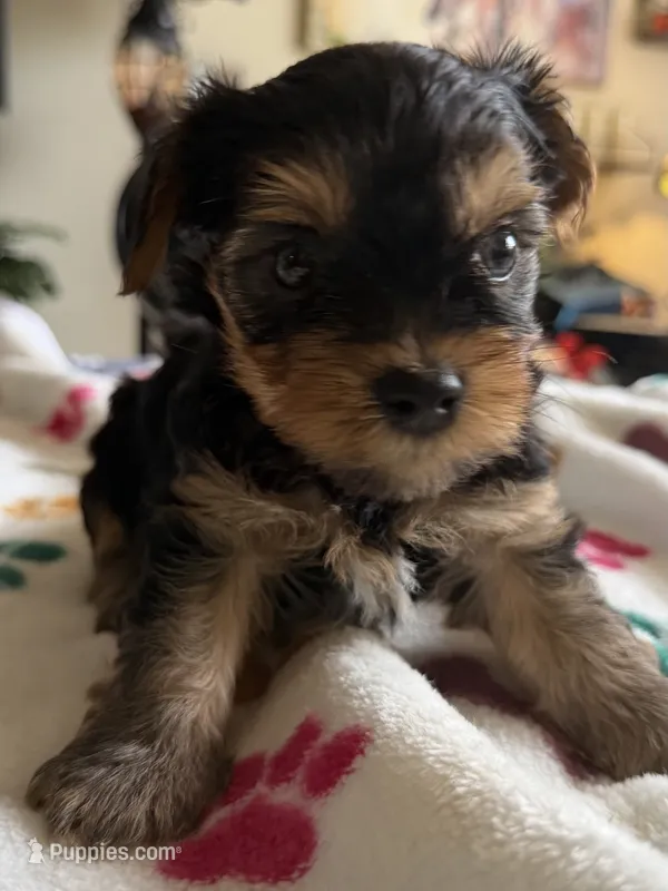 Usher   Turquoise collar – Yorkshire Terrier puppy for sale in Hyattsville, MD