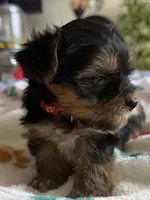 T. C.  Red collar, no tag., a male Yorkshire Terrier for sale in Hyattsville, MD – 3 of 9