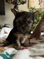 Zoey.  green collar, a female Yorkshire Terrier for sale in Hyattsville, MD – 2 of 8