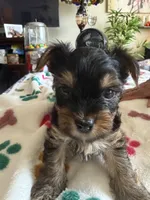 Ciara   Purple collar , a female Yorkshire Terrier for sale in Hyattsville, MD – 3 of 7