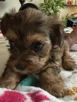 Eva, a female Yorkshire Terrier for sale in Hyattsville, MD – 3 of 9