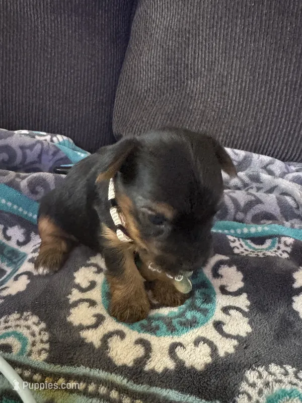 Duke beige collar – Yorkshire Terrier puppy on hold in Hyattsville, MD