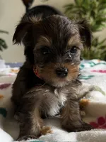Elvis.  Orange collar, a male Yorkshire Terrier for sale in Hyattsville, MD – 3 of 8