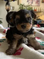 Usher   Turquoise collar, a male Yorkshire Terrier for sale in Hyattsville, MD – 3 of 8