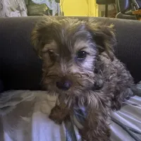 Mario, a male Yorkshire Terrier for sale in Hyattsville, MD – Photo 2 of 4