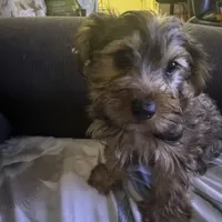 Mario, a male Yorkshire Terrier for sale in Hyattsville, MD – Photo 3 of 4