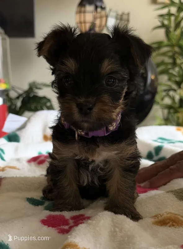 Ciara   Purple collar  – Yorkshire Terrier puppy for sale in Hyattsville, MD