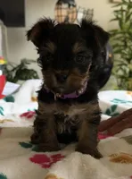 Ciara   Purple collar , a female Yorkshire Terrier for sale in Hyattsville, MD – 1 of 7