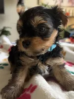 Usher   Turquoise collar, a male Yorkshire Terrier for sale in Hyattsville, MD – 5 of 8