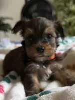 Elvis.  Orange collar, a male Yorkshire Terrier for sale in Hyattsville, MD – 2 of 8