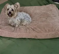 Lola, a female Yorkshire Terrier for sale in Hyattsville, MD – 3 of 5