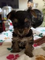 Ciara   Purple collar , a female Yorkshire Terrier for sale in Hyattsville, MD – 2 of 7