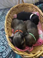 Duke beige collar, a male Yorkshire Terrier for sale in Hyattsville, MD – 6 of 7