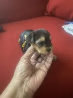 Melony.  Yellow ID, a female Yorkshire Terrier for sale in Hyattsville, MD – Photo 6 of 6