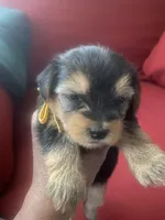 Melony.  Yellow ID, a female Yorkshire Terrier for sale in Hyattsville, MD – Photo 3 of 6