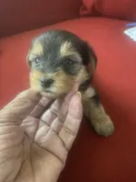 Melony.  Yellow ID, a female Yorkshire Terrier for sale in Hyattsville, MD – Photo 5 of 6