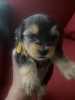 Melony.  Yellow ID, a female Yorkshire Terrier for sale in Hyattsville, MD – Photo 2 of 6