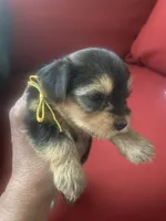 Melony.  Yellow ID, a female Yorkshire Terrier for sale in Hyattsville, MD – Photo 4 of 6