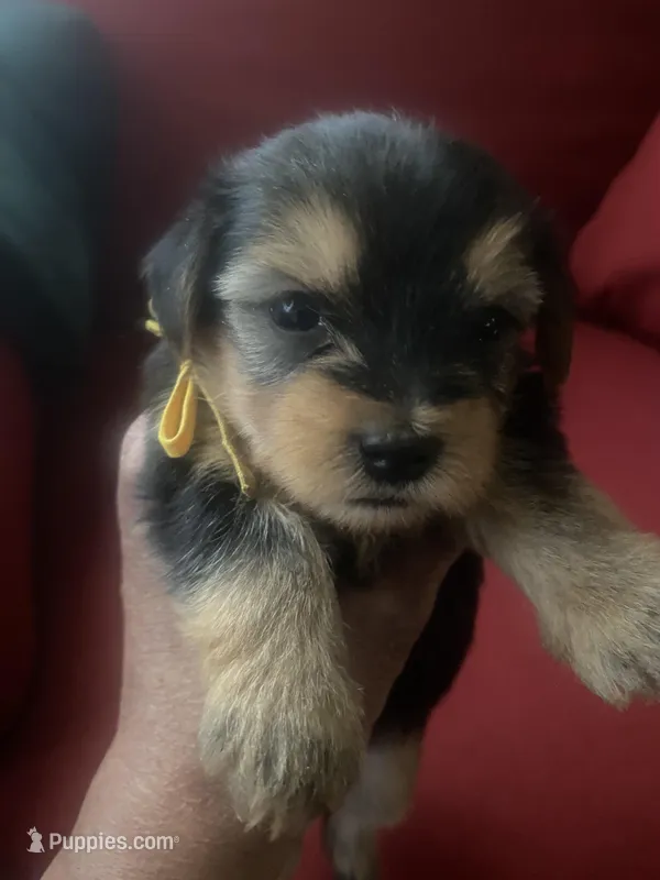 Melony.  Yellow ID – Yorkshire Terrier puppy for sale in Hyattsville, MD