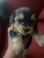 Melony.  Yellow ID, a female Yorkshire Terrier for sale in Hyattsville, MD – Photo 1 of 6