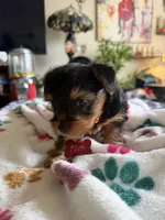Tyrese. Red collar., a male Yorkshire Terrier for sale in Hyattsville, MD – 8 of 9