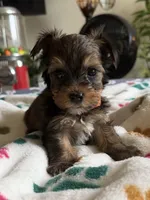 Elvis.  Orange collar, a male Yorkshire Terrier for sale in Hyattsville, MD – 6 of 8