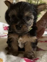 Zoey.  green collar, a female Yorkshire Terrier for sale in Hyattsville, MD – 3 of 8