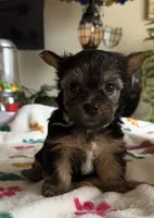 Zoey.  green collar, a female Yorkshire Terrier for sale in Hyattsville, MD – 5 of 8