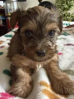 Eva, a female Yorkshire Terrier for sale in Hyattsville, MD – 1 of 9