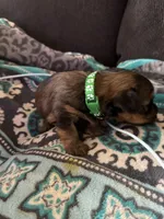 Princess Luna green color, a female Yorkshire Terrier for sale in Hyattsville, MD – 6 of 6