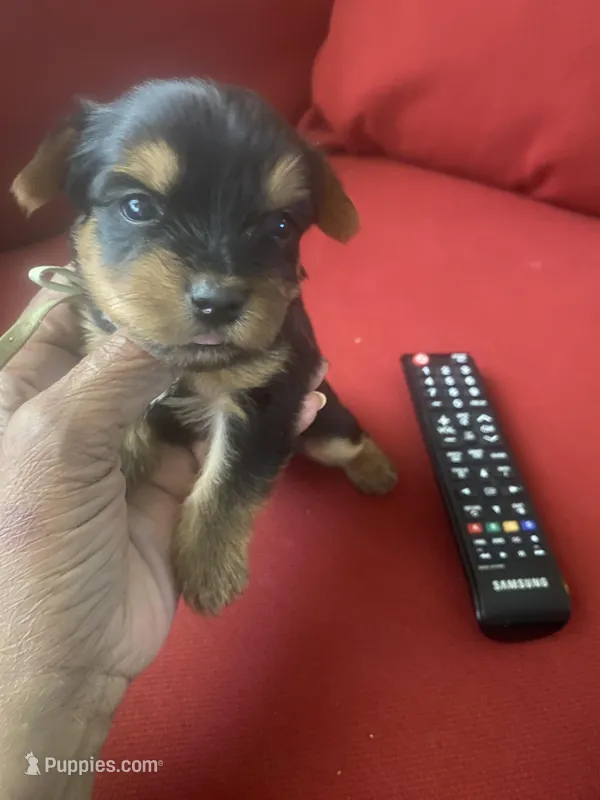 Serene – Yorkshire Terrier puppy for sale in Hyattsville, MD