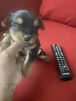 Serene, a female Yorkshire Terrier for sale in Hyattsville, MD – Photo 1 of 7