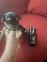 Serene, a female Yorkshire Terrier for sale in Hyattsville, MD – Photo 3 of 7