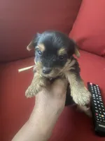 Serene, a female Yorkshire Terrier for sale in Hyattsville, MD – Photo 5 of 7