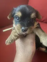 Serene, a female Yorkshire Terrier for sale in Hyattsville, MD – Photo 4 of 7