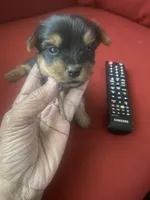 Serene, a female Yorkshire Terrier for sale in Hyattsville, MD – Photo 7 of 7