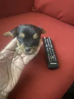 Serene, a female Yorkshire Terrier for sale in Hyattsville, MD – Photo 6 of 7