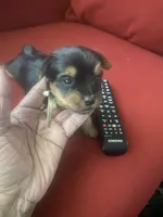 Serene, a female Yorkshire Terrier for sale in Hyattsville, MD – Photo 2 of 7