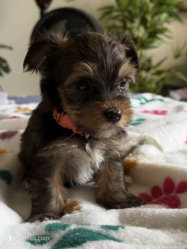 Elvis.  Orange collar – Yorkshire Terrier puppy for sale in Hyattsville, MD