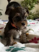 Elvis.  Orange collar, a male Yorkshire Terrier for sale in Hyattsville, MD – 1 of 8