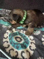 Princess Luna green color, a female Yorkshire Terrier for sale in Hyattsville, MD – 4 of 6