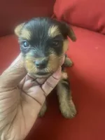 Frank        Blue ID collar , a male Yorkshire Terrier for sale in Hyattsville, MD – Photo 6 of 6