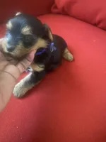 Frank        Blue ID collar , a male Yorkshire Terrier for sale in Hyattsville, MD – Photo 5 of 6