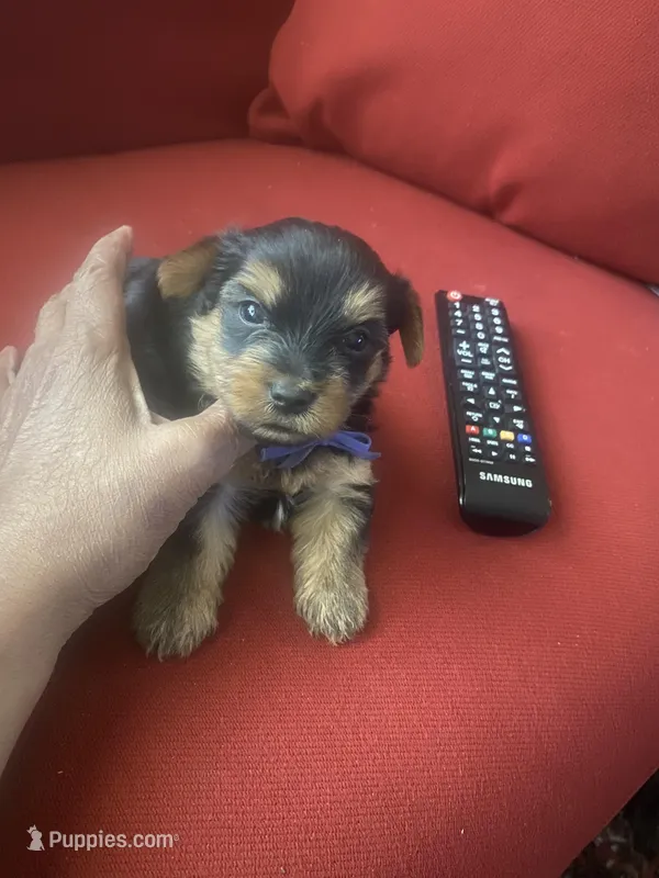 Frank        Blue ID collar  – Yorkshire Terrier puppy for sale in Hyattsville, MD