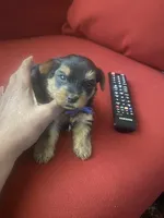 Frank        Blue ID collar , a male Yorkshire Terrier for sale in Hyattsville, MD – Photo 1 of 6