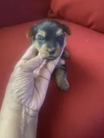 Frank        Blue ID collar , a male Yorkshire Terrier for sale in Hyattsville, MD – Photo 4 of 6