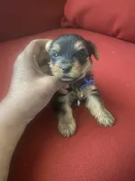 Frank        Blue ID collar , a male Yorkshire Terrier for sale in Hyattsville, MD – Photo 2 of 6