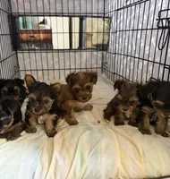 Tyrese. Red collar., a male Yorkshire Terrier for sale in Hyattsville, MD – 7 of 9